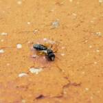 Braunsapis sp (rescued from a swimming pool), Alice Springs NT
