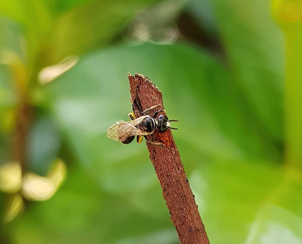 Reed Bee (Braunsapis sp), Alice Springs NT