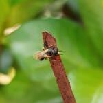 Reed Bee (Braunsapis sp), Alice Springs NT