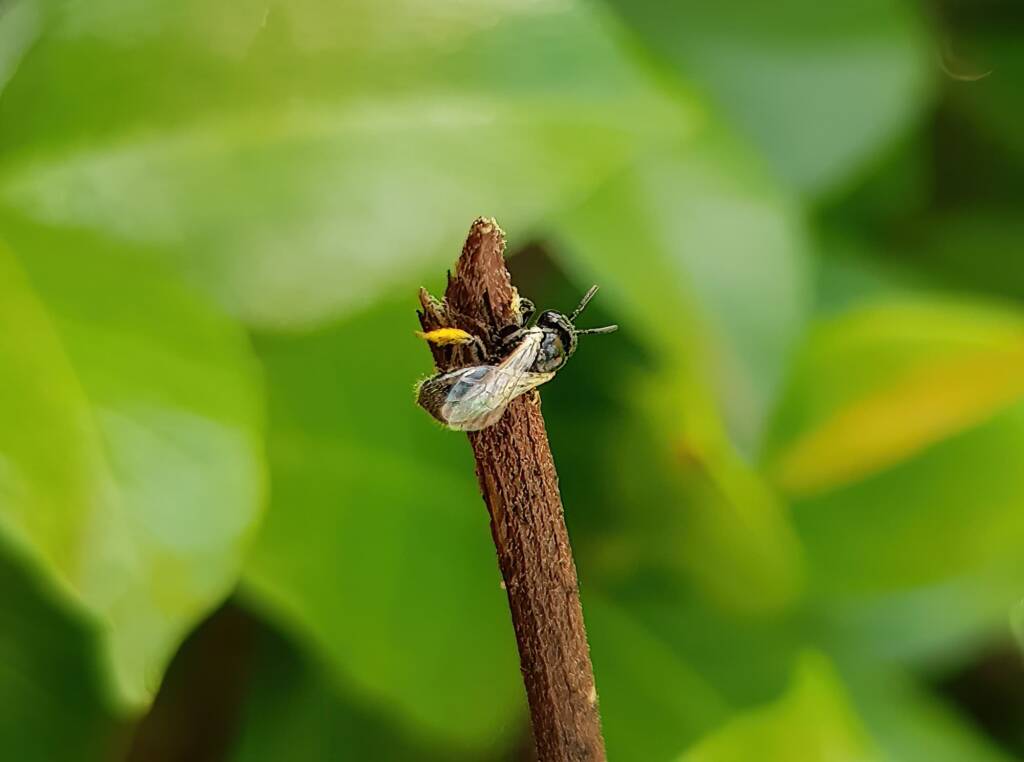 Reed Bee (Braunsapis sp), Alice Springs NT