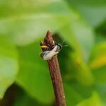 Reed Bee (Braunsapis sp), Alice Springs NT