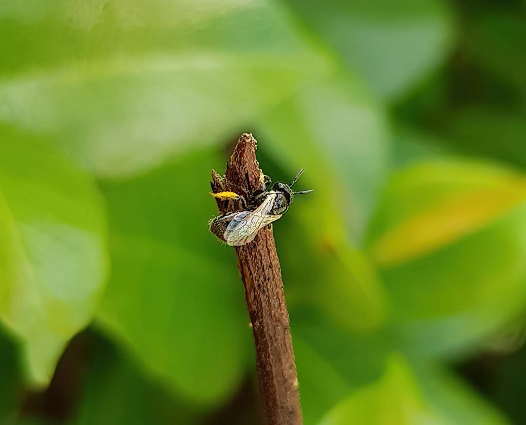 Reed Bee (Braunsapis sp), Alice Springs NT