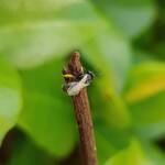 Reed Bee (Braunsapis sp), Alice Springs NT