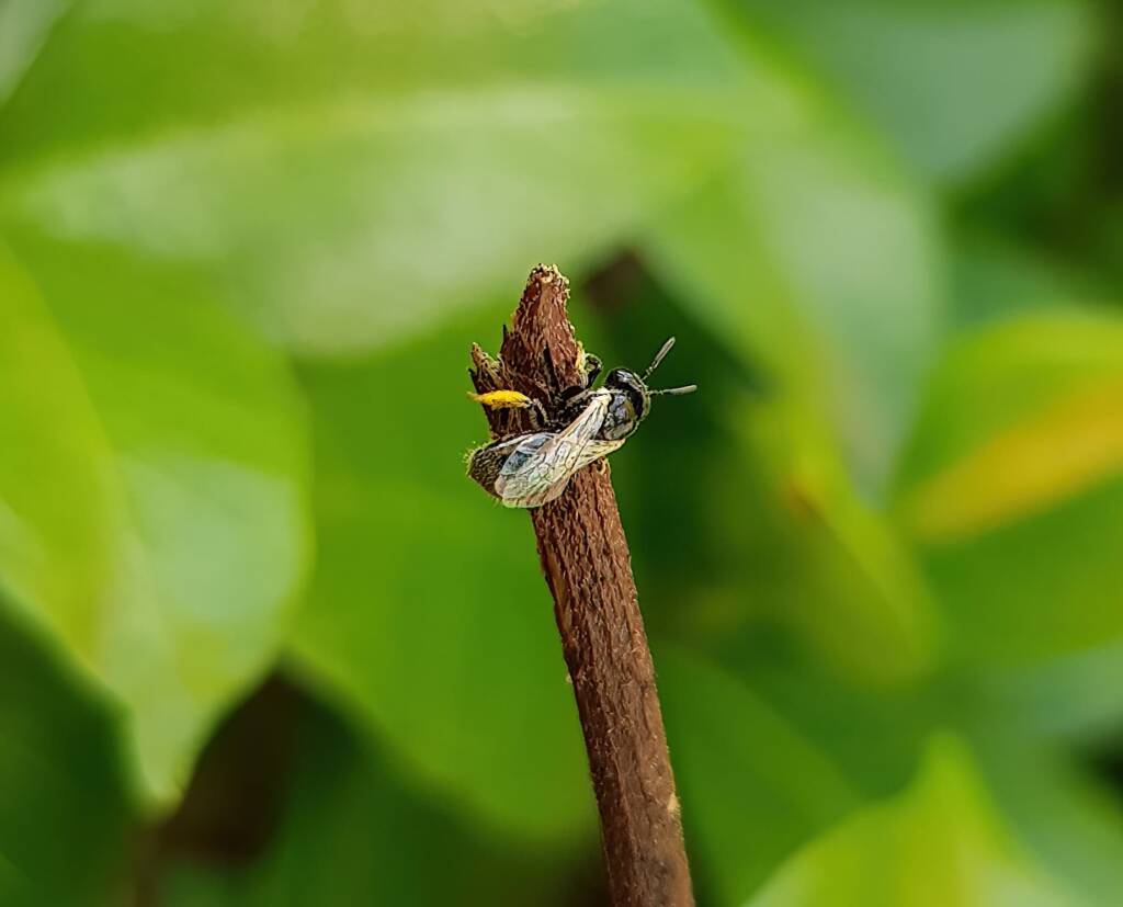 Reed Bee (Braunsapis sp), Alice Springs NT