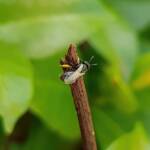 Reed Bee (Braunsapis sp), Alice Springs NT