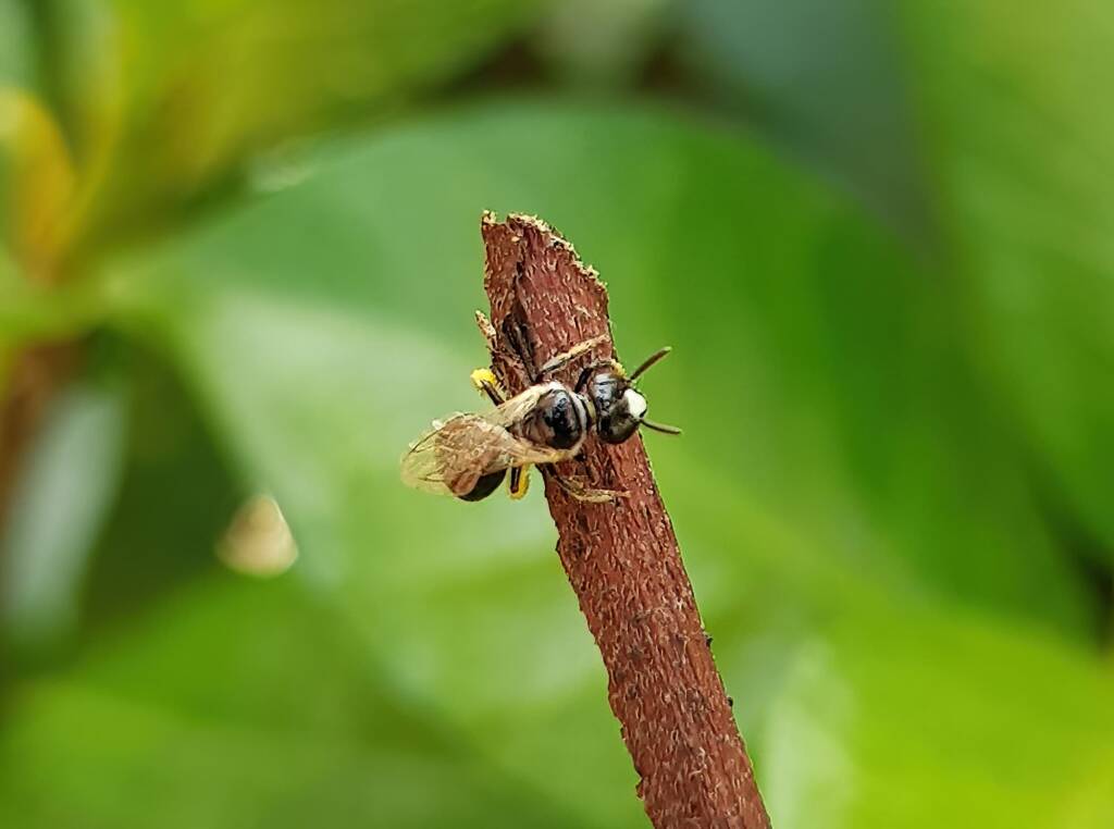 Reed Bee (Braunsapis sp), Alice Springs NT