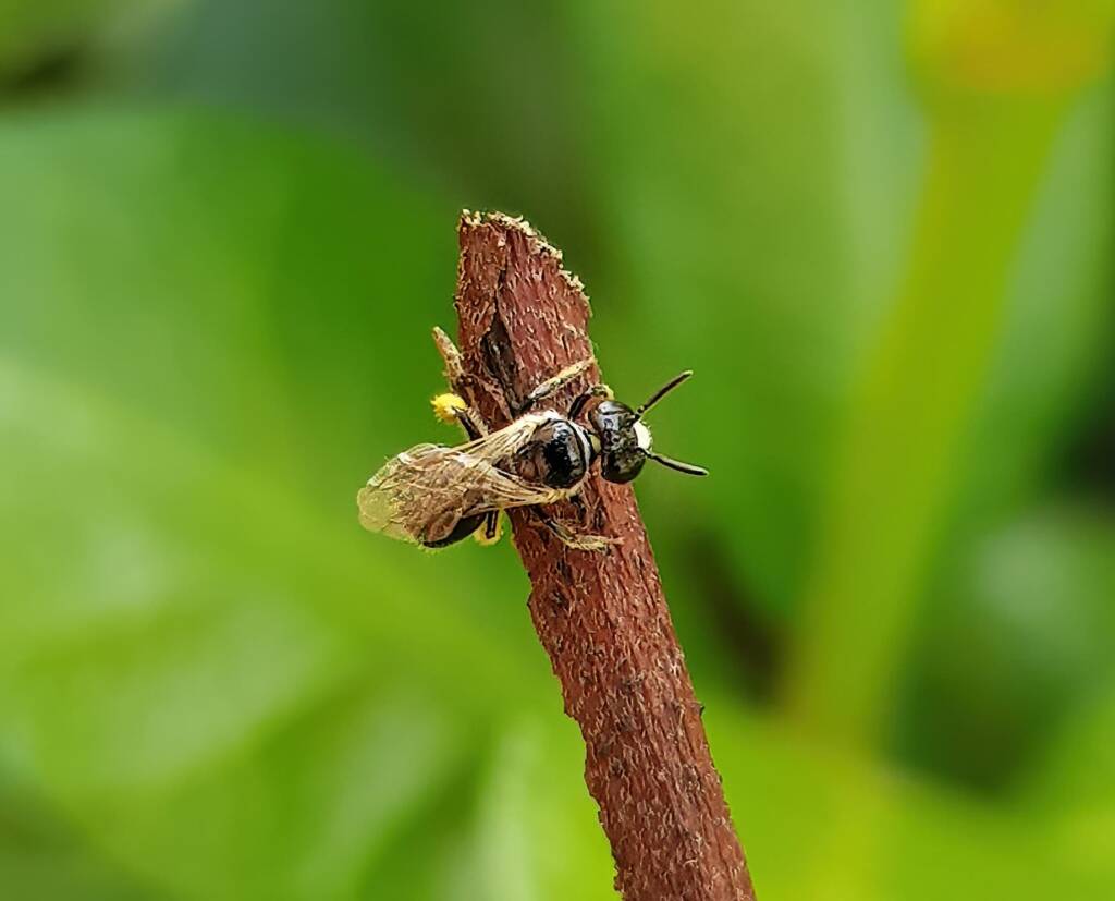 Reed Bee (Braunsapis sp), Alice Springs NT