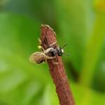 Reed Bee (Braunsapis sp), Alice Springs NT