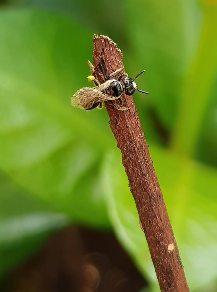 Reed Bee (Braunsapis sp), Alice Springs NT