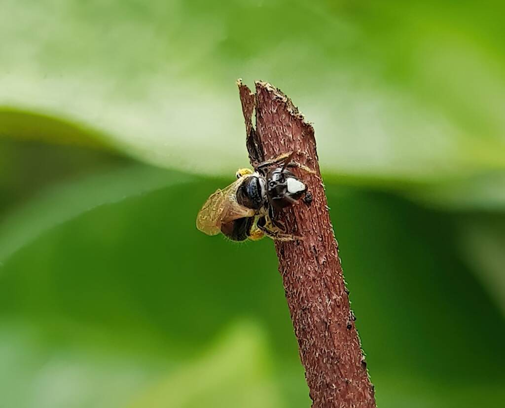 Reed Bee (Braunsapis sp), Alice Springs NT