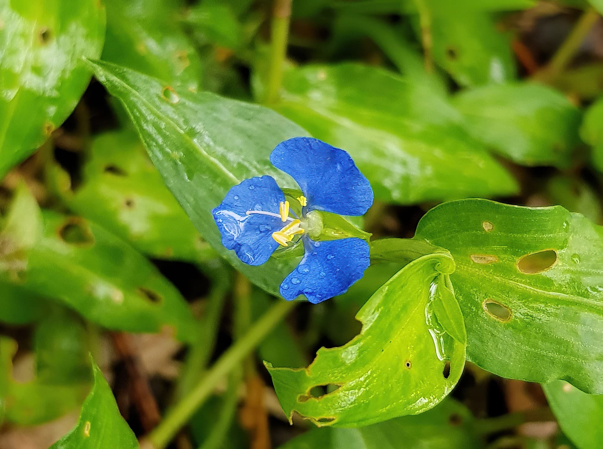 Scurvy Weed (Commelina ensifolia), Dee Why Valley Reserve NSW