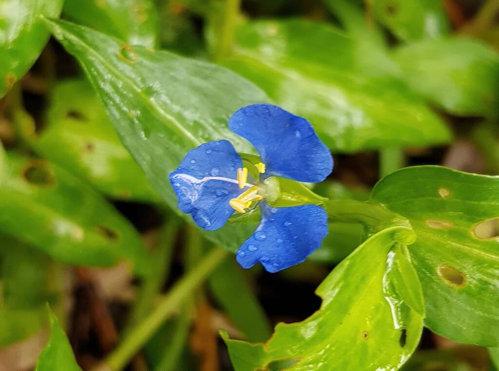 Scurvy Weed (Commelina ensifolia), Dee Why Valley Reserve NSW