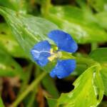 Scurvy Weed (Commelina ensifolia), Dee Why Valley Reserve NSW