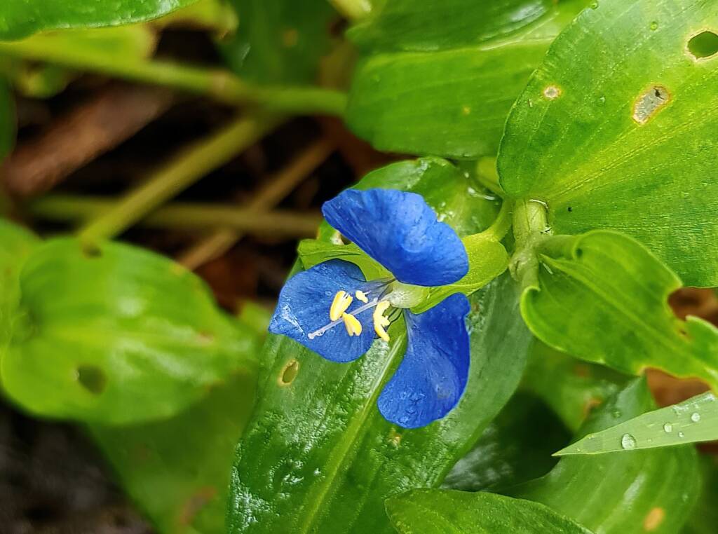 Scurvy Weed (Commelina ensifolia), Dee Why Valley Reserve NSW