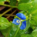 Scurvy Weed (Commelina ensifolia), Dee Why Valley Reserve NSW