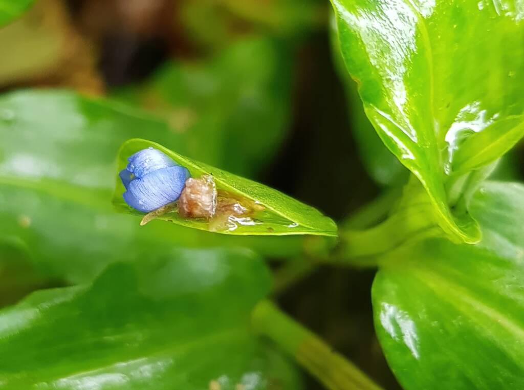Scurvy Weed (Commelina ensifolia), Dee Why Valley Reserve NSW