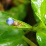 Scurvy Weed (Commelina ensifolia), Dee Why Valley Reserve NSW