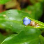 Scurvy Weed (Commelina ensifolia), Dee Why Valley Reserve NSW