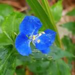 Scurvy Weed (Commelina ensifolia), Dee Why Valley Reserve NSW