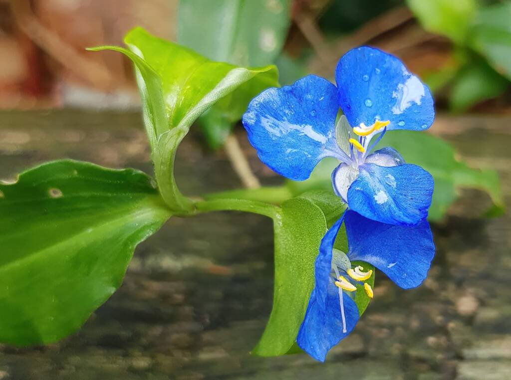 Scurvy Weed (Commelina ensifolia), Dee Why Valley Reserve NSW
