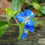 Scurvy Weed (Commelina ensifolia), Dee Why Valley Reserve NSW