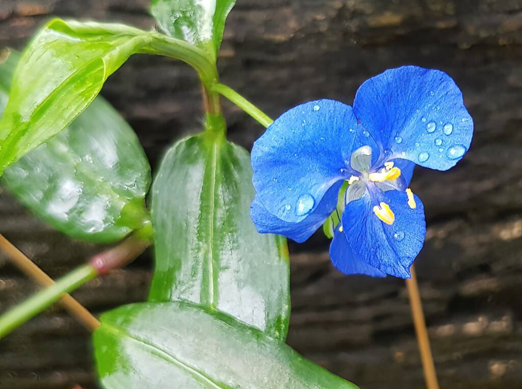 Scurvy Weed (Commelina ensifolia), Dee Why Valley Reserve NSW