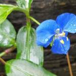 Scurvy Weed (Commelina ensifolia), Dee Why Valley Reserve NSW