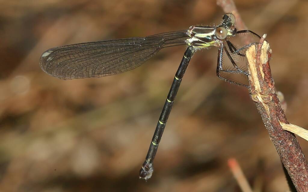 Common Flatwing (Austroargiolestes icteromelas) female, Northbrook Creek, Dundas QLD © Jeff Melvaine