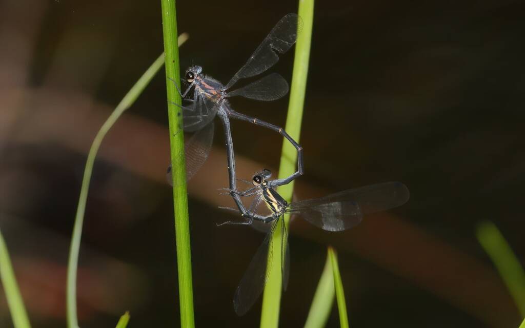 Common Flatwing (Austroargiolestes icteromelas) pair, McCarrs Creek, Kuring-gai Chase National Park NSW © Jeff Melvaine