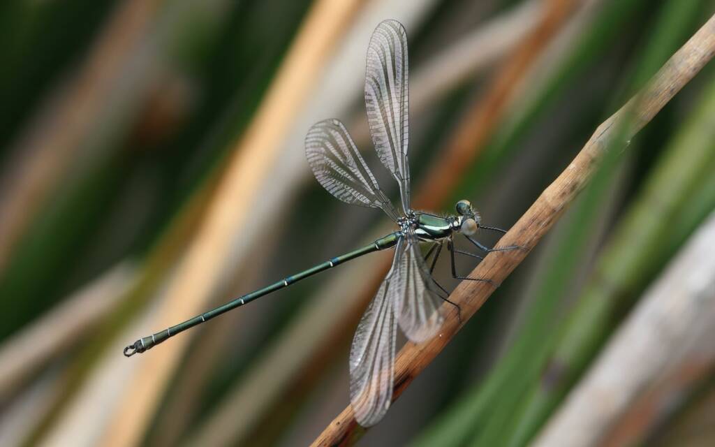 Common Flatwing (Austroargiolestes icteromelas) male, Tenterfield Creek, Northern Tablelands NSW © Jeff Melvaine