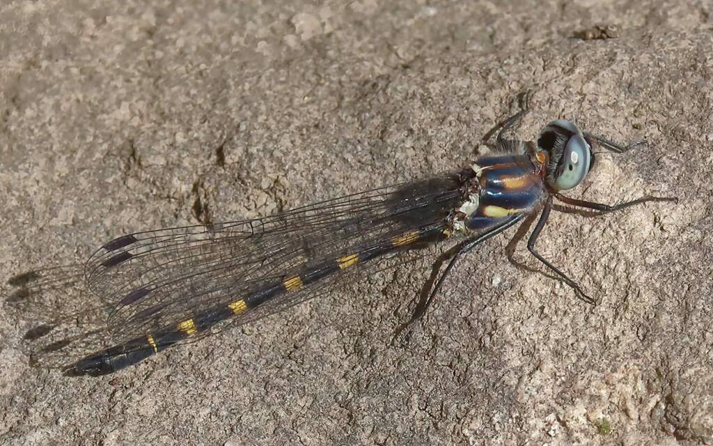 Common Shutwing (Cordulephya pygmaea), Lake Parramatta, Sydney metropolitan area NSW © Jeff Melvaine