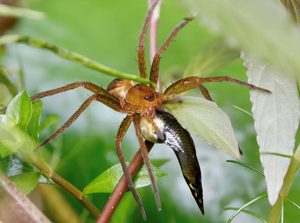 Fishing Spider (Dolomedes sp), Townsville QLD © Gayle Schick