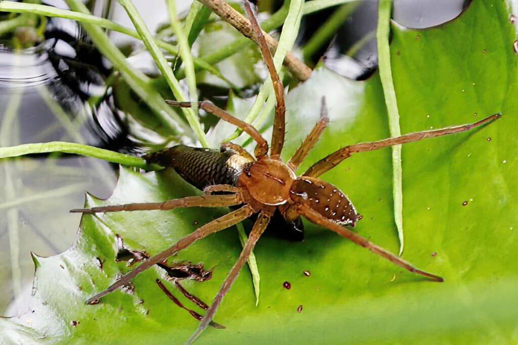 Fishing Spider (Dolomedes sp), Townsville QLD © Gayle Schick