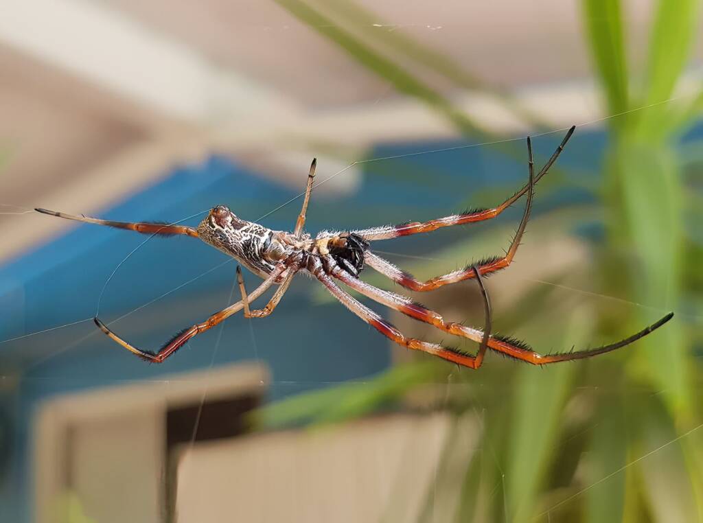 Female Australian Golden Orb Weaver Spider (Trichonephila edulis), Alice Springs NT