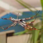 Female Australian Golden Orb Weaver Spider (Trichonephila edulis), Alice Springs NT
