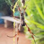 Female Australian Golden Orb Weaver Spider (Trichonephila edulis), Alice Springs NT