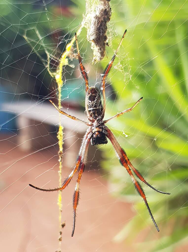 Female Australian Golden Orb Weaver Spider (Trichonephila edulis), Alice Springs NT