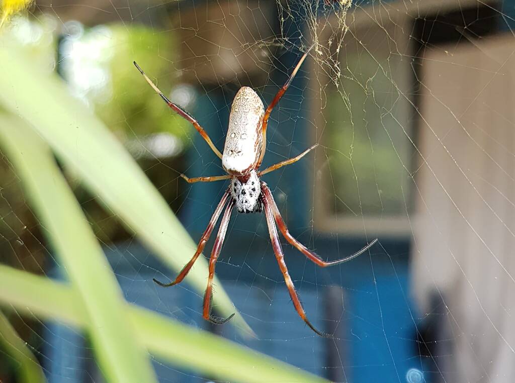 Female Australian Golden Orb Weaver Spider (Trichonephila edulis), Alice Springs NT