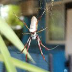 Female Australian Golden Orb Weaver Spider (Trichonephila edulis), Alice Springs NT
