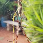 Female and male Australian Golden Orb Weaver Spider (Trichonephila edulis), Alice Springs NT