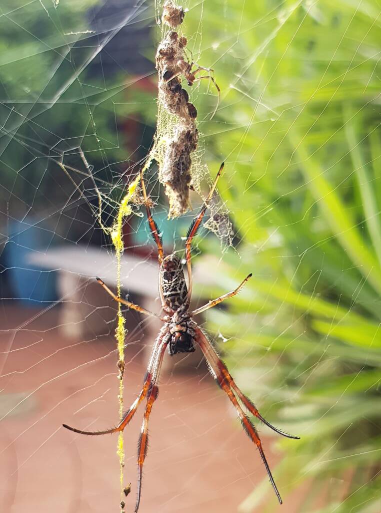 Female and male Australian Golden Orb Weaver Spider (Trichonephila edulis), Alice Springs NT