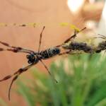 Female and male Australian Golden Orb Weaver Spider (Trichonephila edulis), Alice Springs NT