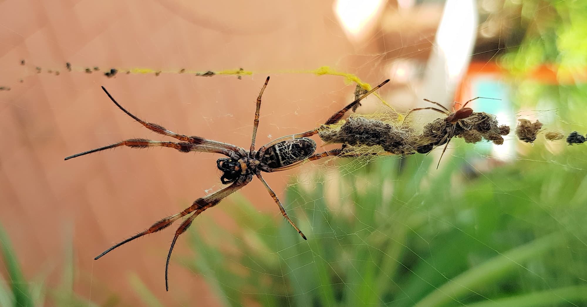 Female and male Australian Golden Orb Weaver Spider (Trichonephila edulis), Alice Springs NT