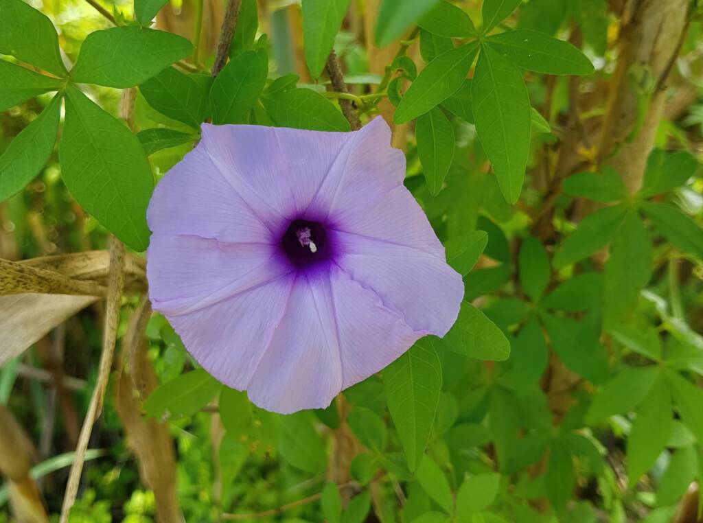 Coastal Morning Glory (Ipomoea indica), Northern Beaches NSW