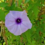 Coastal Morning Glory (Ipomoea indica), Northern Beaches NSW
