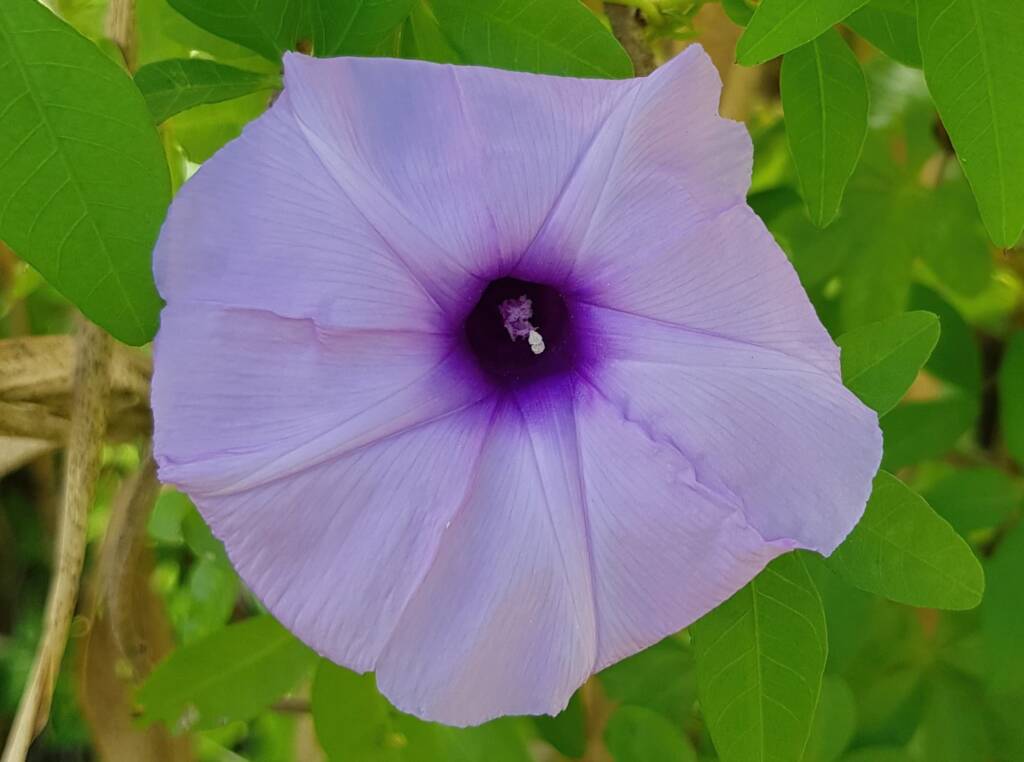 Coastal Morning Glory (Ipomoea indica), Northern Beaches NSW