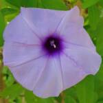 Coastal Morning Glory (Ipomoea indica), Northern Beaches NSW