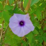 Coastal Morning Glory (Ipomoea indica), Northern Beaches NSW