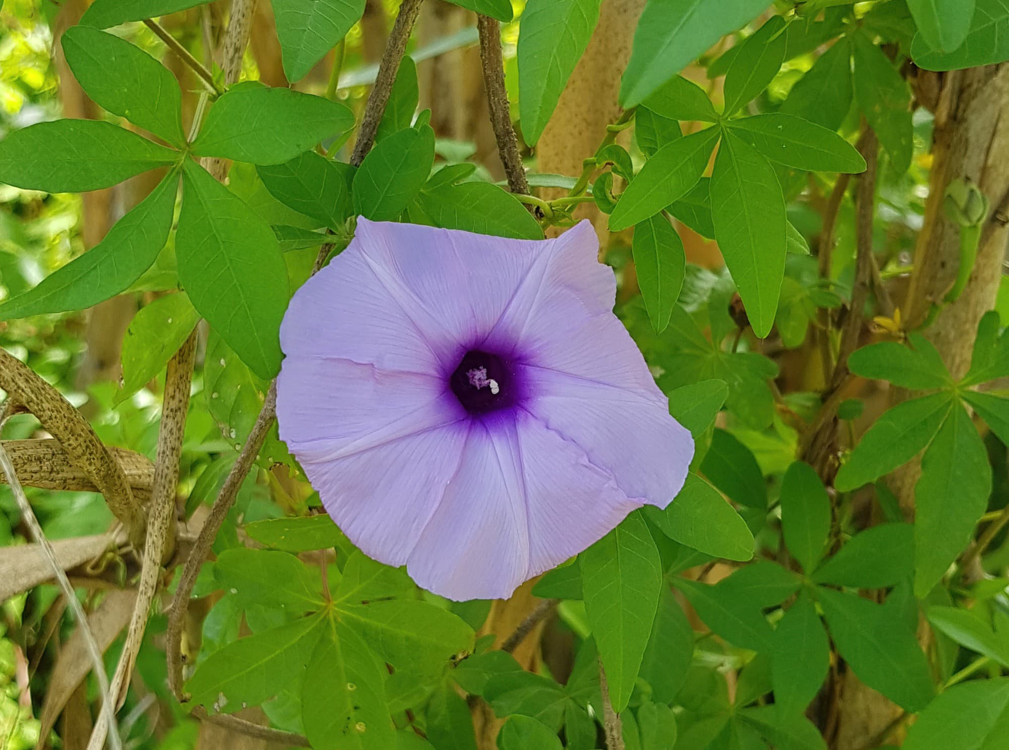 Coastal Morning Glory (Ipomoea indica), Northern Beaches NSW