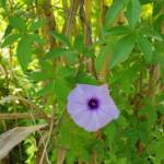 Coastal Morning Glory (Ipomoea indica), Northern Beaches NSW